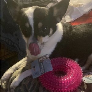 Néw pet doughnut squeek toy